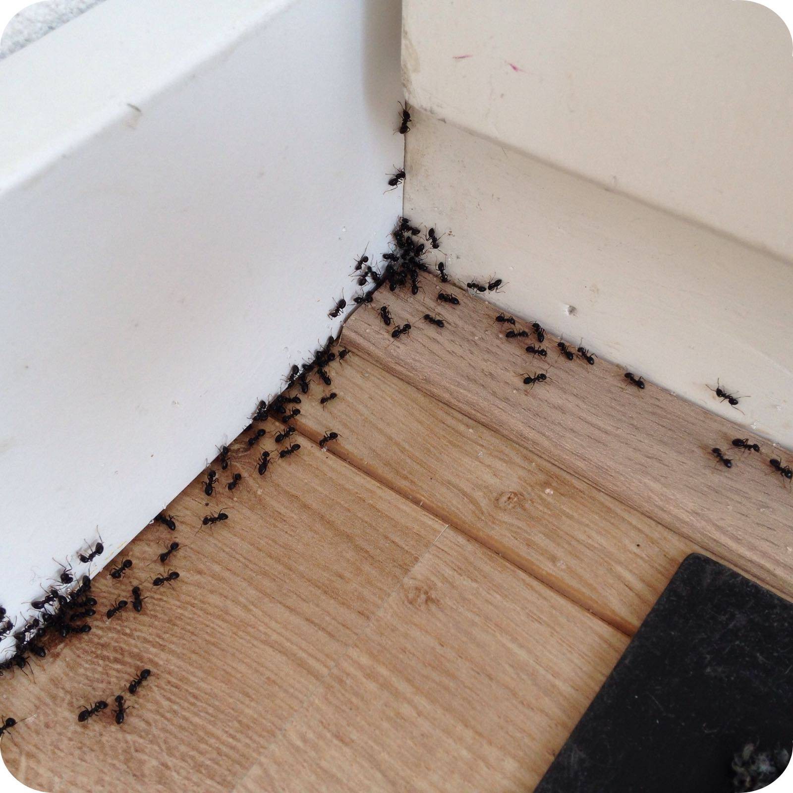 mieren in huis in de winter